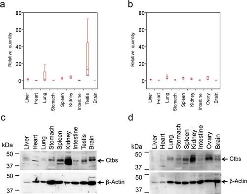 Figure 1. Expression of di-N-acetylchitobiase (Ctbs) in mouse tissues. Ctbs expression was analyzed in different tissues in five male (a) and five female (b) mice by qPCR and are represented in box plot. We quantified the relative expression of Ctbs by qPCR using the ΔΔCt method as described in Materials and Methods. Gene expression of Ctbs is indicated as fold increases with respect to the male liver. (c, d) Ten and five micrograms of soluble proteins were analyzed by Western blotting using anti-mouse Ctbs and anti-β-actin antibodies, respectively