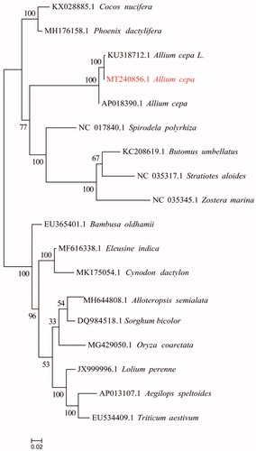 Figure 1. Phylogenetic tree reconstruction of 18 taxa based on the mitochondrial homologous proteins.