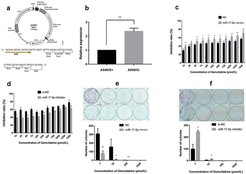 Figure 1. pmirGLO vector structure map and the expression of miR-17-5p affects the effects of gemcitabine on the growth and proliferation of A549/G+ and A549/G- cells.