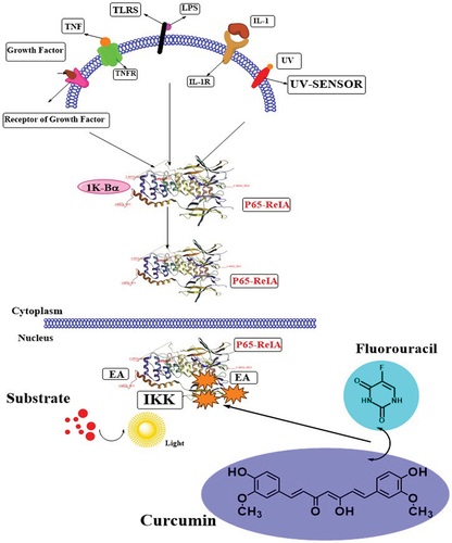 Figure 3. The role of curcumin and 5-FU (fluorouracil) on the inhibition of P65 expression.
