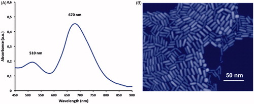 Figure 1. The GNRs synthesized of in this study. (A) A representative UV–vis absorption spectrum; and (B) a typical SEM image of the GNRs. A scanning probe image processing was applied.
