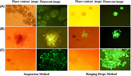 Figure 2. Lentiviral transduction of iPS cells. (A) EBs harboring the miR128 gene and GFP after viral transduction on day-2; (B) Transduced iPS cells flattened on 60mm dishes on day-4; (C) iPS cells on day-10 (in the suspension method, the cells were selected by puromycin).