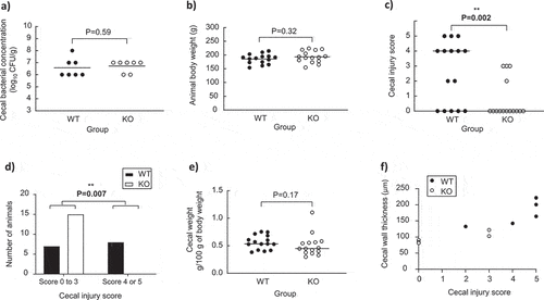 Figure 2. Experimental data of animals’ monoassociated with the wild-type (WT) and knock-out (KO) C. butyricum CB1002 strains. (a) Cecal bacterial concentration in quails monoassociated with the WT (n = 7) or KO (n = 7) strains. (b) Body weight of quails monoassociated with the WT (n = 15) or KO (n = 15) strains. (c) Cecal weight of quails monoassociated with the WT (n = 15) or KO (n = 15) strains. (d) Cecal injury score of quails monoassociated with the WT (n = 15) or KO (n = 15) strains. (E) Distribution of the number of quails monoassociated with the WT (n = 15) or KO (n = 15) strains based on the cecal injury score. (f) Correlation between cecal wall thickness and cecal injury score of quails monoassociated with the WT (n = 5) or KO (n = 5) strains. Statistical significance was set at P < .05.