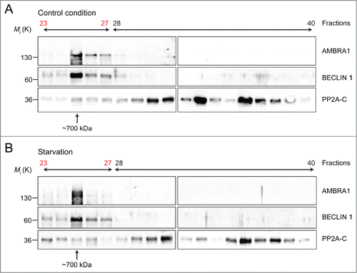 Figure 1. SEC analysis of AMBRA1, BECLIN 1 and PP2A-C complex. (A) Protein extracts from HEK293 cells were separated into different fractions and the presence of AMBRA1, BECLIN 1 and PP2A-C was assessed by Western Blot, using anti-AMBRA1, anti-BECLIN 1 and anti-PP2A-C antibodies. (B) Protein extracts, collected from HEK293 cells upon autophagy induction (EBSS treatment; starvation), were treated as in (A). Of note, variations of AMBRA1 and PP2A-C profiles can be observed upon autophagy induction [(B), fractions 23-27], with respect to the control condition (A). Although the meaning of these observations needs further investigation, upon starvation changes in the composition of the macromolecular complex can be hypothesized, most likely due ambra1, BECLIN 1 and PP2A-C interactors joining or leaving the complex.