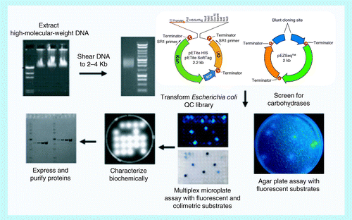 Figure 2.  Shotgun cloning strategy for isolating cellulases from a genome.DNA is prepared, sheared, ligated into a vector, screened for positive colonies, and then the protein is expressed and characterized.