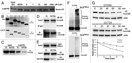 Figure 1. Aurora B is a CaM binding protein. (A) CaM-sepharose pull-down (PD) assays showing no effects of exogenous calcium on binding between CaM and endogenous Aurora B. (B) CaM-sepharose PD assays showing binding of in vitro synthesized full-length (FL) or various Aurora B deletion mutants to CaM. (C) CaM-sepharose PD assays showing binding of in vitro synthesized FL or point mutants of Aurora B. (D) Murine lung epithelial (MLE) cells were transfected with FL or a V5-Aurora B variant harboring a point mutation within the IQ motif followed by co-immunoprecipitation of endogenous FBXL2 and V5-immunoblotting. HC = heavy chain. (E) Purified GST-FBXL2 was incubated with in vitro synthesized V5- tagged FL or a V5-Aurora B IQ mutant, followed by GST pull-down. PD products were resolved on SDS-PAGE followed by V5 immunoblotting. (F) In vitro ubiquitination assays. Purified SCF complexes were incubated with Aurora B point mutants and the full complement of ubiquitination reaction components. (G) Aurora B protein half-life determination after expression of V5-Aurora B point mutants (n = 2 experiments).