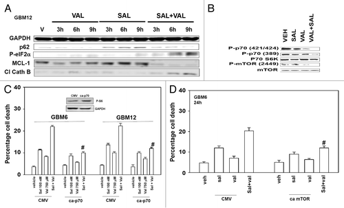 Figure 6. The induction of autophagic flux correlates with cathepsin B cleavage, increased P-eIF2α phosphorylation, and reduced MCL-1 expression. (A) GBM12 cells were treated with vehicle (DMSO) or with sodium valproate (750 μM), and/or salinomycin (100 nM). Cells were isolated 3, 6, and 9 h after drug exposure and protein expression determined by SDS PAGE and immunoblotting against the indicated proteins. (B) GBM6 cells were treated with vehicle (DMSO) or with sodium valproate (750 μM), and/or salinomycin (100 nM). Cells were isolated 12 h after drug exposure and protein expression determined by SDS PAGE and immunoblotting against the indicated proteins. (C) GBM6 and GBM12 cells were transfected with empty vector plasmid (CMV) or a plasmid to express activated p70S6K (ca-p70). Twenty-four hours after transfection cells were treated with vehicle (DMSO) and/or sodium valproate (750 μM) and/or salinomycin (100 nM). Cells were isolated 24 h after drug exposure. Cell viability was determined by trypan blue exclusion (n = 3, ± SEM). #P < 0.05 less than corresponding CMV-treated. (D) GBM6 and GBM12 cells were transfected with empty vector plasmid (CMV) or a plasmid to express activated mTOR (ca-mTOR). Twenty-four hours after transfection cells were treated with vehicle (DMSO) or sodium valproate (750 μM) and salinomycin (100 nM) combined. Cells were isolated 24 h after drug exposure. Cell viability was determined by trypan blue exclusion (n = 3, ± SEM). #P < 0.05 less than corresponding CMV treated.