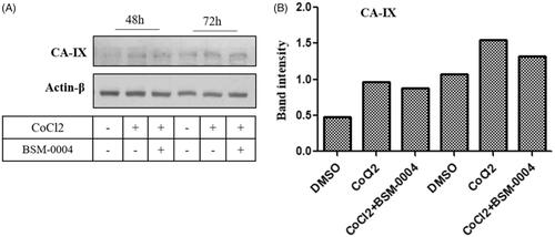 Figure 4. Activation and inhibition of hCA IX under the normoxic and hypoxic conditions. (A) Inhibition of the activated of hypoxia-induced hCA IX by BSM-0004 in MCF7 cells. (B) Band intensity was analysed using ImageJ (Bethesda, MD).
