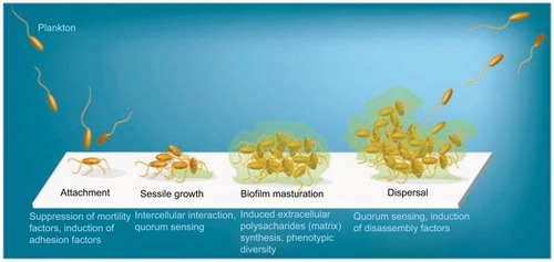 Figure 1 Four different stages of biofilm development. Figure 2 Five stages of biofilm development.Note: Reproduced by permission from Perfectus Biomed Limited http://perfectusbiomed.com/cbe-meeting-anti-biofilm-technologies/.Citation151Display full sizeNote: Islam MS, Richards JP, Ojha AK. Targeting drug tolerance in mycobacteria: a perspective from mycobacterial biofilms. Expert Rev Anti Infect Ther. 2012;10(9):1055–1066, Taylor & Francis Ltd, http://www.tandfonline.com reprinted by permission of the publisher.Citation150