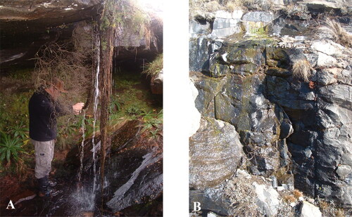 Figure 1. Field photos of the sampling sites. A: Sampling site on the South African (eastern) side of the Drakensberg escarpment, showing the cascading roots of the plants from which the sample was taken; B: Sampling site on the Lesotho (western) side of the Drakensberg escarpment, indicating algal growth in the stream from which scrapes were made.