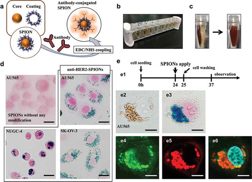 Figure 1. Production and delivery of HER2-targeted antibody-conjugated superparamagnetic iron oxide nanoparticles (SPIONs)