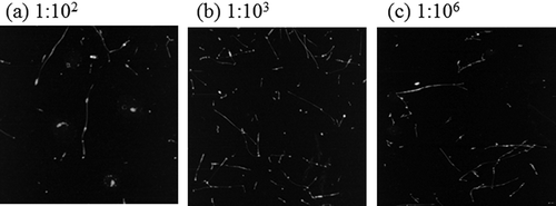 Figure 5. AFM images of SDS-SWNT hybrids stored for 14 days after dialysis. (a), (b), and (c) The volume ratios of dispersion to water in dialysis were 1:102, 1:103, and 1:106, respectively. Scan size of the images was 2 μm × 2 μm.