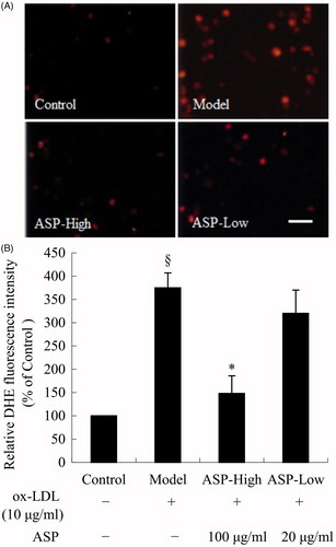 Figure 3. Intracellular superoxide anion generation was determined by quantitative fluorescence imaging using DHE. (A) DHE was oxidized by superoxide anion, and then the oxidized product, 2-hydroxy-ethidium (HEt), inserted DNA and emitted red fluorescence. Thus, the fluorescence intensity was a marker of levels of intracellular superoxide anion. (B) Corresponding with the photomicrographs, representative histogram showing ox-LDL (model) significantly increased the production of superoxide anion in EPCs. Treatment of EPCs with 100 μg/mL ASP significantly decreased intracellular superoxide anion generation. Data are shown as mean ± SD (n = 5). §p < 0.05 versus control; *p < 0.05 versus model. The Bar = 40 μm.