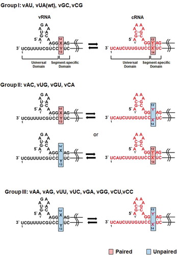 Figure 1. Mutations at the M segment-specific non-coding nucleotides of the influenza A vRNA and cRNA promoters. Mutations at the X14′ and Y13 nucleotides of the vRNA promoter were introduced by site-directed mutagenesis, named vX14′Y13 or vXY (left, black). Position 1′ means the starting point of the 5′ UTR, while position 1 does the terminating point of the 3′ UTR. Their complementary RNA (cRNA) cassettes were designed and named cY′13′X′14 or cYX (right, red). According to the hybridization ability of the target nucleotides within the vRNA and cRNA promoters, they are classified into the three groups. wt, wild-type. Paired or unpaired nucleotides at the target site are highlighted in red or blue boxes