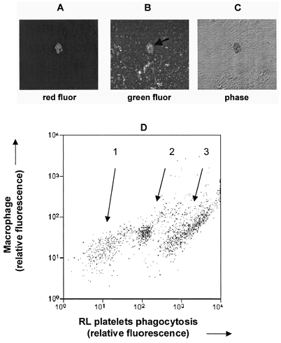 Figure 3. In vitro microphage phagocytosis of RL platelets.