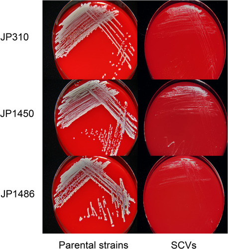 Figure 1 Colony morphology of three rifampicin-resistant S. aureus strains and corresponding SCVs.