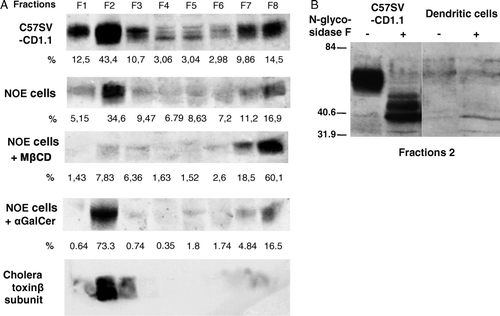 Figure 4.  (A) C57SV-CD1.1 cell line and the NOE cell line were treated either with MβCD 10 mM for 30 min or α-GalCer (200 ng/ml) for 3 h. Cells were detached, post-nuclear supernatants were prepared in the presence of 1% Brij98 and loaded on Optiprep gradient and ultracentrifuged. The eight fractions were collected and the presence of CD1d and GM1 was analyzed by western-blot using either polyclonal anti-CD1d antiserum and peroxydase-labeled anti-rabbit antiserum or biotinylated cholera toxin and peroxydase-labeled streptavidin. The peroxydase activity was revealed with chemiluminescence. The levels of CD1d in each fraction were assessed by Image Master Software. (B) Fraction 2 from C57SV-CD1.1 cell line and dendritic cells were treated with N-Glycosidase F overnight at 37°C in presence of 0.2% SDS and 1% β-mercaptoethanol. Untreated and treated fractions were then analyzed by western-blot using anti-CD1d polyclonal antiserum, peroxydase-labeled anti-rabbit antiserum and revelation with chemiluminescence.