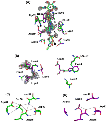 Fig. 4. Comparison of the structures of wild-type (GlcNAc)4 and D48A-(GlcNAc)4.Notes: Wild-type (GlcNAc)4 (PDB code 1lzc), green; D48A-(GlcNAc)4 (PDB code 3wvy), purple. The electron density of Arg45, Thr47, and (GlcNAc)4 is contoured in gray at 1σ. (A) Superposition of the interaction of (GlcNAc)4 with binding sites. (GlcNAc)4 of wild type and D48A is indicated in cyan and yellow. (B) Superposition of the structures of left-sided and right-sided binding sites of wild type and D48A. (C) The hydrogen-bonding network involving the catalytic residue Asp52 of wild type. (D) The hydrogen-bonding network involving the catalytic residue Asp52 of D48A.