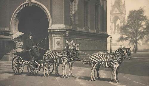 Figure 1. Lord Walter Rothschild’s carriage drawn by zebras and a disguised horse, in front of the Royal Albert Hall (© The Trustees of the Natural History Museum, London. Licensed under the Open Government Licence).