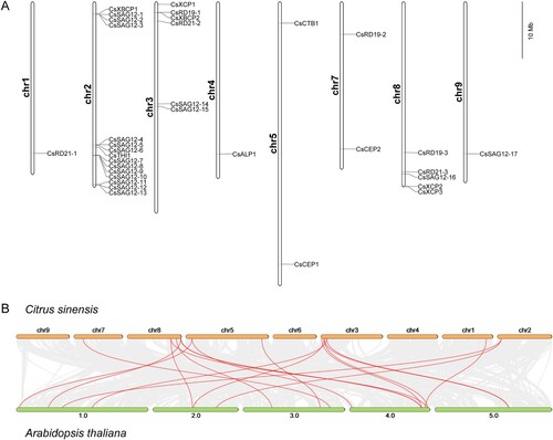 Figure 2. Chromosomal location and collinearity analysis of 33 CsPLCPs. (A) Chromosomal location of 33 CsPLCPs across the C. sinensis genome; (B) Collinearity of PLCP genes in C. sinensis and A. thaliana genomes.