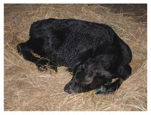 Figure 2 SCNT embryo-derived transgenic calf postpartum.