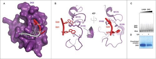 Figure 5. The LIN28A ZKD can crosslink RNA in vitro. (A) Surface representation of the LIN28A ZKD in complex with the GGAG fragment of preEM-let-7f. G20 and G21, the 2 major points of mutation in the crosslinked preEM-let-7f fragment are highlighted in red. (B) Cartoon representations of the LIN28A ZKD with G20 and G21 interacting with the side chains of residues K159, H162 and M170. (C) Gel shift binding assays with the radiolabeled pre-let-7 fragment UAGGAGAU, mixed with increasing concentrations of LIN28A-ZKD (0, 56, 225, 900 nM, 1.8, 3.6, 5.4 and 7.2 μM). (D) Corresponding SDS-PAGE gel shows a crosslinked complex band following UV irradiation.