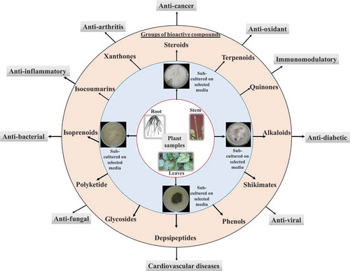 Figure 3. Bioactive compounds derived from fungal endophytes with pharmacological relevance. Fungal endophytes harbour inside almost every plant tissue. Fungal endophytes can be isolated from stem, root, and leaves by culturing in the selected growth media. Fungal endophytes are potent source of number of bioactive compounds which can be utilised in the treatment of number of human health ailments