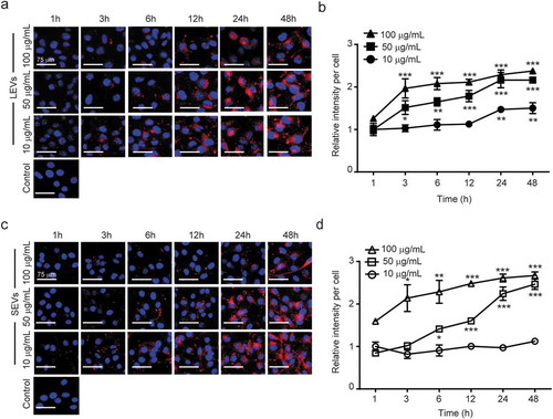 Figure 2. Cellular uptake of plant-derived EVs and viability of melanoma cells.