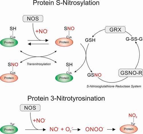 Figure 1. Post-translational modifications mediated by NO signaling. NO produced by nitric oxide synthases (NOS) can directly attack protein cysteine side chains to induce S-nitrosylation (SNO). This is a reversible modification that can be transferred to other protein cysteine side chains (transnitrosylation) or reduced by glutathione (GSH) to the native protein via the S-Nitrosoglutathione reductase (GSNO-R) system. The S-Nitrosoglutathione (GSNO) formed is then recycled via GSNO-R to oxidized GSH (GSSG) for further reduction to GSH by glutaredoxins (GRX). NOS-derived NO can also irreversibly attack tyrosine residues via the intermediate production of NO, superoxide radical (O2.−), and peroxynitrite (OONO−), forming 3-Nitrotyrosine modified proteins