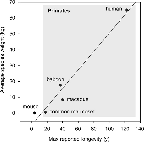 Fig. 1 Correlation between maximum reported lifespan and average species weight for mouse, human, and non-human primate species commonly used in aging research. Circles indicate an individual species identified with accompanying text. Primate species are shaded in gray.