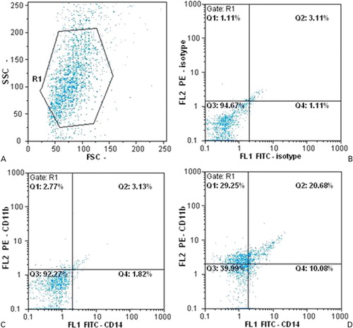 Figure 3. Expression analysis of surface markers CD11b and CD14 using flow cytometry: (A) distribution of cells by size and granularity; (B) negative control; (C) the group transduced by backbone of the vector; (D) the group transduced by RV-424.