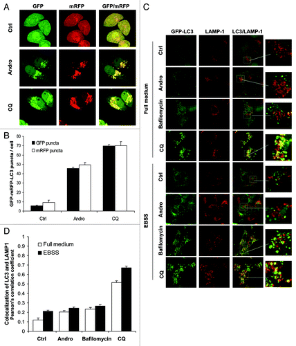 Figure 3. Andro inhibits autolysosome formation by interfering fusion of autophagosome with lysosome. (A) Effects of Andro and CQ on autophagosome maturation. HeLa cells were first transiently transfected with the tfLC3 vector for 48 h, then treated with Andro (30 µM) or CQ (5 µM) for 6 h in full medium. At the end of treatment, cells were observed for the change of both green and red fluorescence using a confocal microscope (× 600). (B) HeLa cells transfected with GFP-mRFP-LC3 were treated as in (A) and the number of GFP- LC3 and mRFP-LC3 puncta per cell in different group was quantified. 50 cells were randomly selected and counted, and data (mean ± SD) are representative of three independent experiments. (C) Andro interferes with the fusion of the autophagosome with the lysosome. GFP-LC3-expressing stable MEF cells were treated with Andro (30 µM), bafilomycin A1 (100 nM) or CQ (20 µM), respectively, in full-medium or EBSS for 6 h, then processed for LAMP-1 immunostaining and observed under a confocal microscope (× 600). The enlarged areas were presented to show the colocalization of GFP-LC3 (in green) with LAMP-1 (in red). (D) GFP-LC3 MEF cells were treated as in (C) and the GFP-LC3/LAMP1 colocalization was quantified with a colocalization tool from Olympus Fluoview software (Olympus). Data (mean ± SD) are representative of three independent experiments.