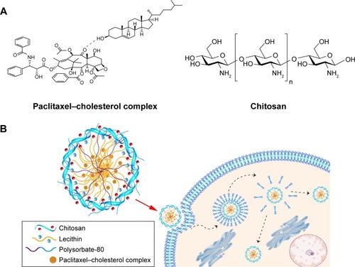 Figure 1 Schematic illustration of PTX-CH-loaded LCS_NPs and their intracellular behavior.Notes: (A) The structural formula of paclitaxel–cholesterol complex and chitosan. (B) Schematic illustration of possible structure and intracellular behavior of PTX-CH-loaded LCS_NPs.Abbreviation: PTX-CH-loaded LCS_NPs, paclitaxel–cholesterol complex-loaded lecithin–chitosan nanoparticles.