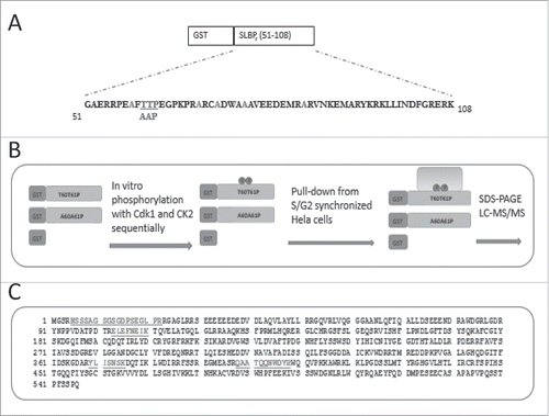 Figure 1. Experimental setup for pull-downs. (A) Amino acid sequence of SLBP fragment, sufficient to mediate S/G2 degration of SLBP. All the possible phosphoacceptor sites other than Thr 60 and Thr 61 were changed into alanine and were shown in light color. Mutations for the S/G2 stable version were shown below. (B) Schematic illustration of baits and experimental setup. (C) Amino acid sequence of DCAF11 with the peptides recovered in LC-MS/MS.