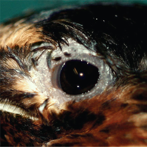 Figure 1.  Lateral view of a cliff swallow head. There is mild swelling of the eyelids and nictitans, with loss of feathers from the skin of the upper and, to a lesser extent, the lower eyelid and from the skin at the medial canthus.