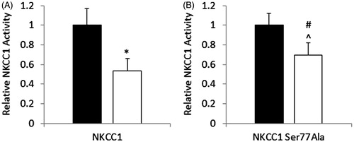 Figure 4. Mutation of NKCC1S77A results in a partial protection against AMPK-mediated reduction of NKCC1 activity. HEK293 cells stably expressing NKCC1 WT (A) or NKCC1S77A (B) were treated with 1 mM phenformin for 60 minutes (white bars) or vehicle (black bars) and then subjected to rubidium flux. NKCC1 mediated flask was considered to be the bumetanide sensitive flux. n = 12, *p < 0.001, #p < 0.05.