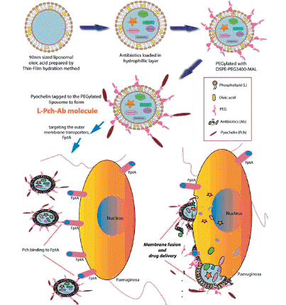 Scheme 3. Illustration of bactericidal activity of PEGylated pyochelin based liposomal antibiotics.