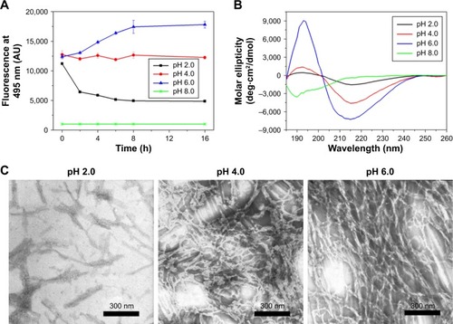 Figure 4 Effect of pH on self-assembly of RADA16-I. (A) Change of thioflavin-T-binding fluorescence of RADA16-I nanofibers incubated at different pH. (B) Circular dichroism spectra of RADA16-I at different pH. (C) Transmission electron microscopy images of nanostructures formed by RADA16-I at different pH.Abbreviation: AU, arbitrary units.