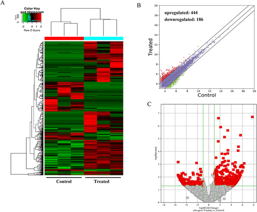 Figure 3 Differentially expressed mRNAs in the GO-AgNPs treated rabbit fetal fibroblast cells. (A) Hierarchical cluster analysis: the mRNAs with the red points and blue points indicate > 2.0-fold changes between control and treated cells. (B) Scatter plot: the red and blue points represent the upregulated and downregulated mRNAs with statistical significance (fold-changes of > 2 and P values of < 0.05), respectively. (C) Volcano plots: the red and green dots represent upregulated and downregulated mRNAs, respectively.