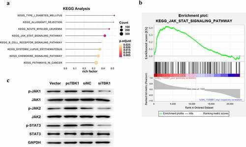 Figure 4. TBK1 activated JAK/STAT signaling. (a) KEGG analysis for the following signaling pathways of TBK1. (b) KEGG analytical results showed the positive regulation of TBK1 on JAK/STAT signaling. (c) ATDC5 cells were transfected with the pcTBK1 overexpression plasmid, siTBK1 or the negative controls. Phosphorylation of JAK1, JAK2 and STAT3 was detected by Western blotting.