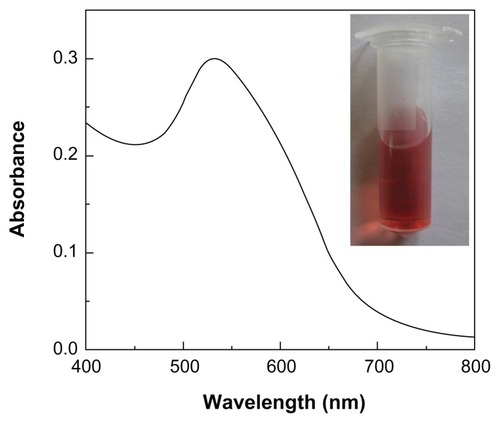 Figure 4 Ultraviolet–visible spectrum of the polyethyleneimine-stabilized gold nanoparticles (Au/PEI). The inset shows a photograph of the nanoparticles suspended in water.