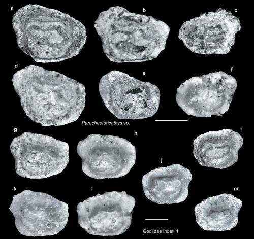 Figure 6. Fish otoliths from the late Miocene northern Taiwan. Scale bars = 1 mm. Images are inner views. a–f, Parachaeturichthys sp., ASIZF 01000017–22; a, d, SL-4; b, SL-0; c, e, SL-3a; f, SL-3b. g–m, Gobiidae indet. 1, ASIZF 01000023–29; g, i, m, SL-4; h, SL-0; j, l, SL-3b; k, SL-3a.