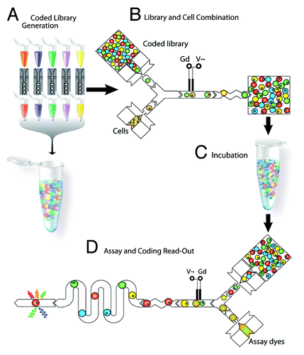 Figure 3. Schematic diagram showing the fabrication of stem cell niche microarray using a combination of photolithography and robotic spotting developed by Gobaa et al. (Courtesy: Gobaa et al., 2011).Citation29