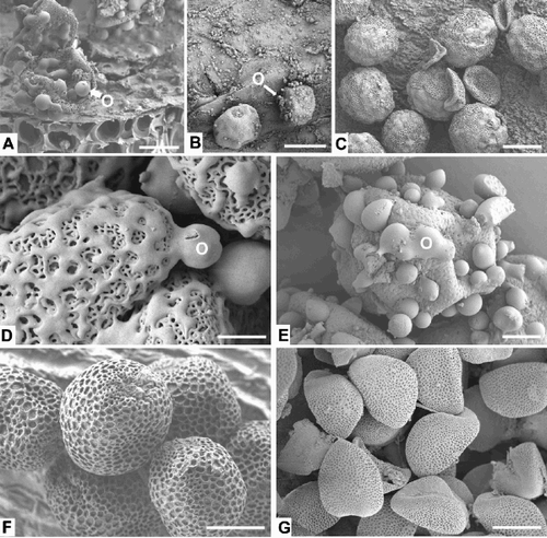 Fig. 1. SEM micrographs of tapetum and pollen grains of Bromeliaceae. A – C. Pollen grains and tapetum with orbicules/lipid: (A) Orthophytum vagans, (B) Aechmea conglomerata, (C) Guzmania madisonii. D, E. Young pollen grains with orbicules/lipid: (D) Puya floccosa, (E) Aechmea conglomerata. F, G. Mature pollen grains: (F) Quesnelia edmundoi, (G) Dyckia hebdingii. O=possible orbicule. Bars– 15 μm (A, F, G); 25 μm (B, C); 5 μm (D, E).