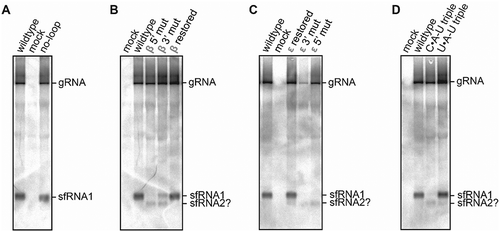 Figure 4. Northern blot analysis of total RNA isolated from BHK-21 cells transfected with RNA derived from infectious MODV cDNA clones. The clone varieties are listed above the lanes, corresponding with the no-loop (A), β stem (B), ε stem (C) and base triple (D) mutants as used in in vitro Xrn1 degradation assays