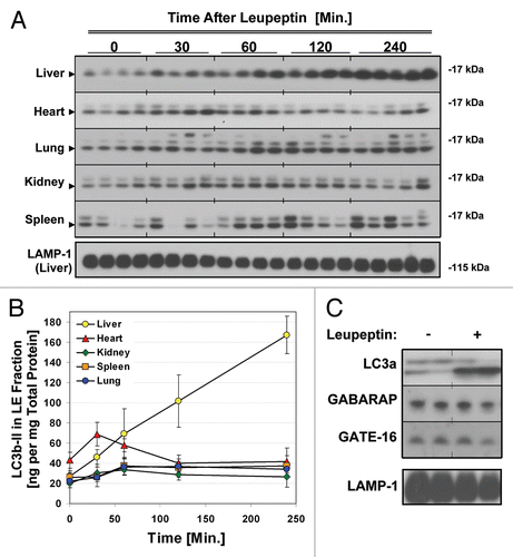 Figure 4 Kinetics of LC3 accumulation in different organs after injection of leupeptin. Mice were injected with 40 mg/kg leupeptin and sacrificed at the indicated time points. (A) Western blot analysis of LC3b in the LE fraction of each indicated organ (10 µl per lane, n = 4–5 animals per time point). LC3b-II is indicated by an arrowhead. LAMP-1 in liver is shown as a loading control (see Fig. S3 for additional controls from other organs). (B) Quantification of LC3b-II content in the LE fraction normalized to total protein (see also Table 1). Each point represents the mean ± 1 SD. Data are representative of two independent time-course experiments. (C) Western blot analysis of LC3a, GABRAP and GATE-16 content in the liver LE faction 90 min after treatment with PBS or 40 mg/kg leupeptin. LAMP-1 is shown as a loading control. Data are representative of three independent experiments.