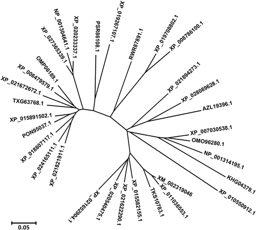 Figure 4. Phylogenetic tree of PtWRKY39 protein
