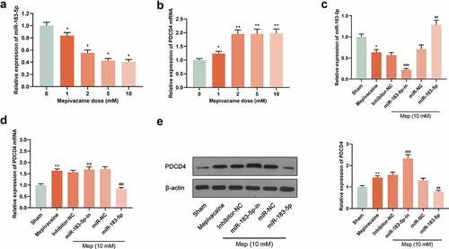 Figure 1. Effect of mepivacaine on miR-183-5p and PDCD4 expression in SH-SY5Y cells. (a) Mepivacaine could decline miR-183-5p level in a concentration-dependent manner. (b) Mepivacaine could augment PDCD4 mRNA expression level in a concentration-dependent manner. (c) We detected miR-183-5p expression in cells to verify the transfection efficiency. (d) PDCD4 mRNA level was measured after cell transfection and mepivacaine (10 mM) treatment. (e) PDCD4 protein level was measured after cell transfection and mepivacaine (10 mM) treatment.*P< 0.05, **P< 0.01 vs. sham group; #P< 0.05, ##P< 0.01, ###P< 0.001 vs. mepivacaine group