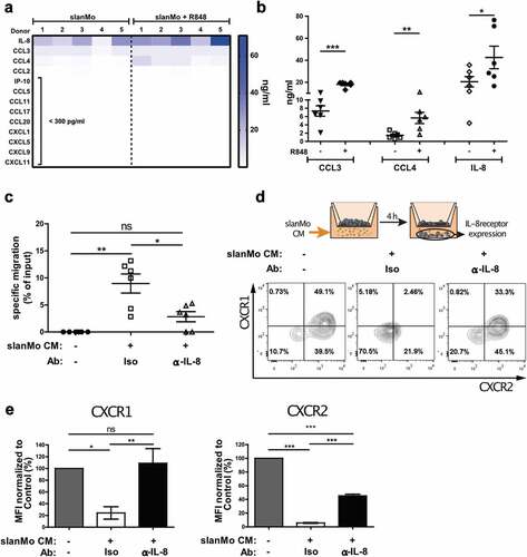 Figure 2. slanMo induce specific NK cell migration via IL-8 production. (A) slanMo were cultured for 24 h and cell-free supernatants were analyzed regarding chemokine production. Cells were either treated with 1 µg/ml R848 6 h after seeding or left untreated. For each condition, five different healthy donors are displayed. (B) Concentrations of CCL3, CCL4, and IL-8 as determined in the chemokine screen. (C) NK cells were used in a migration assay with 5 µm pore size with R848-stimulated slanMo supernatant (slan conditioned medium (slanMo CM)) in the presence of an anti-IL-8 neutralizing antibody or respective isotype control. Migrated NK cells were quantified by measuring ATP levels in the bottom chamber after 2 h. Cumulative data from 6 donors. (D) Experimental set-up for transwell experiment analyzing receptor expression on migrated NK cells. Migrated NK cells were analyzed for CXCR1 and CXCR2 expression by flow cytometry. Representative data out of five donors. (E) Mean fluorescence intensity values for receptor expression of CXCR1 and CXCR2 as shown in (D).