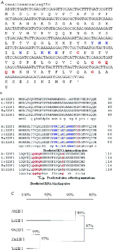 Figure 4. Bioinformatics analysis of L. chinensis eIF1 gene and protein.Note: (A) Nucleotide and deduced amino acid sequence of LceIF1. The amino acid is indicated by the one letter designation below the nucleotide sequence. The putative binding sites are marked as red, boldface letters. The predicted RNA interaction sites are marked as blue, boldface letters. The mutations affecting start sites are underlined. (B) Multiple sequence alignment among EIF1 protein sequences, including AtEIF1 (accession number: AAN18215) from A. thaliana, OsEIF1 (accession number: AAC67556) from O. sativa, TaEIF1 (accession number: AAM34279) from T. aestivum, ZmEIF1 (accession number: AAB88615) from Z. mays, and LcEIF1 (accession number: ADD62702). (C) Phylogenetic tree analysis among these EIF1 protein sequences.